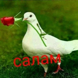 аватар